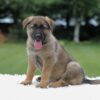 Image of Ivanna, a German Shepherd puppy