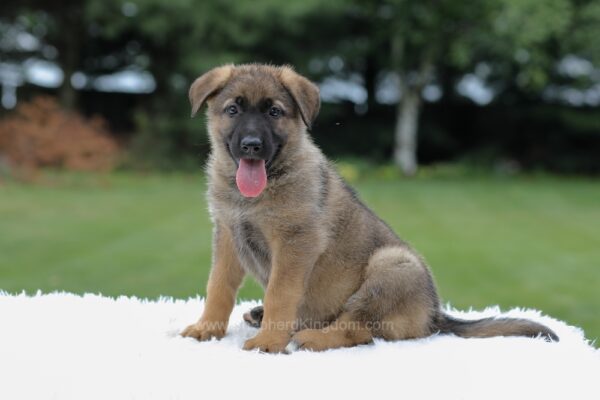Image of Ivanna, a German Shepherd puppy
