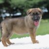 Image of Ivanna, a German Shepherd puppy