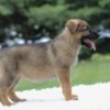 Image of Ivanna, a German Shepherd puppy