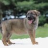 Image of Ivanna, a German Shepherd puppy