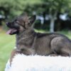 Image of Ivory, a German Shepherd puppy