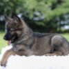 Image of Ivory, a German Shepherd puppy