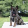 Image of Ivory, a German Shepherd puppy