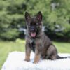 Image of Ivory, a German Shepherd puppy