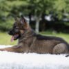 Image of Ivory, a German Shepherd puppy