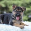 Image of Ivy, a German Shepherd puppy