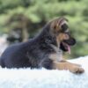 Image of Ivy, a German Shepherd puppy
