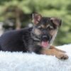 Image of Ivy, a German Shepherd puppy
