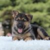 Image of Ivy, a German Shepherd puppy