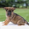 Image of Khloe, a German Shepherd puppy