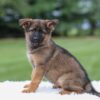 Image of Khloe, a German Shepherd puppy
