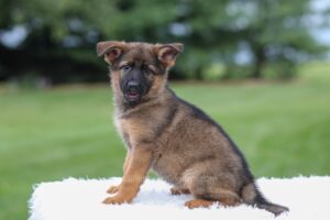 Image of Khloe, a German Shepherd puppy