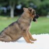 Image of Khloe, a German Shepherd puppy