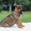 Image of Khloe, a German Shepherd puppy