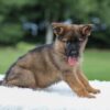 Image of Khloe, a German Shepherd puppy