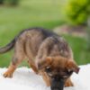 Image of Khloe, a German Shepherd puppy