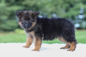 Image of Kingston, a German Shepherd puppy