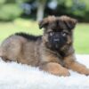 Image of Kobe, a German Shepherd puppy