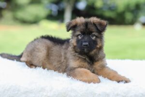 Image of Kobe, a German Shepherd puppy