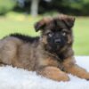 Image of Kobe, a German Shepherd puppy
