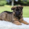 Image of Kobe, a German Shepherd puppy