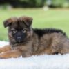 Image of Kobe, a German Shepherd puppy