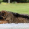 Image of Kobe, a German Shepherd puppy