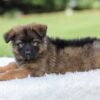 Image of Kobe, a German Shepherd puppy