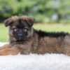 Image of Kobe, a German Shepherd puppy