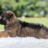 Image of Kobe, a German Shepherd puppy