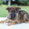 Image of Kyle, a German Shepherd puppy