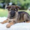 Image of Kyle, a German Shepherd puppy