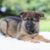 Image of Kyle, a German Shepherd puppy