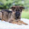 Image of Kyle, a German Shepherd puppy