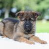 Image of Kyle, a German Shepherd puppy