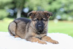 Image of Kyle, a German Shepherd puppy