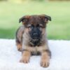 Image of Kyle, a German Shepherd puppy