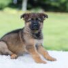 Image of Kyle, a German Shepherd puppy