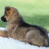 Image of Kyle, a German Shepherd puppy