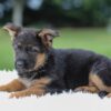 Image of Kylie, a German Shepherd puppy