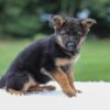 Image of Kylie, a German Shepherd puppy