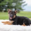 Image of Kylie, a German Shepherd puppy