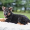 Image of Kylie, a German Shepherd puppy
