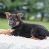 Image of Kylie, a German Shepherd puppy