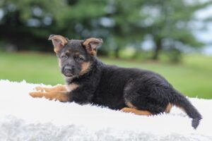 Image of Kylie, a German Shepherd puppy