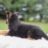 Image of Kylie, a German Shepherd puppy