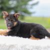Image of Kylie, a German Shepherd puppy