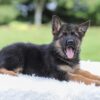 Image of Kyrie, a German Shepherd puppy