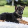 Image of Kyrie, a German Shepherd puppy